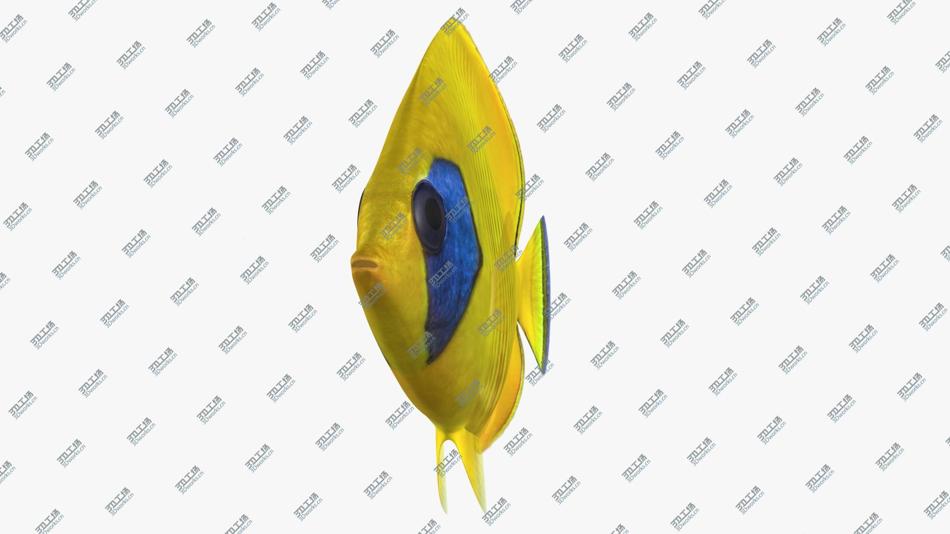 images/goods_img/202105074/Bluecheek Butterflyfish (Animated) 3D model/4.jpg